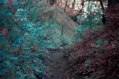 Trees growing in a park