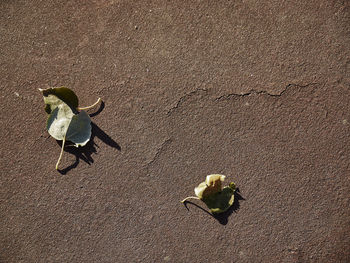 High angle view of birds on road