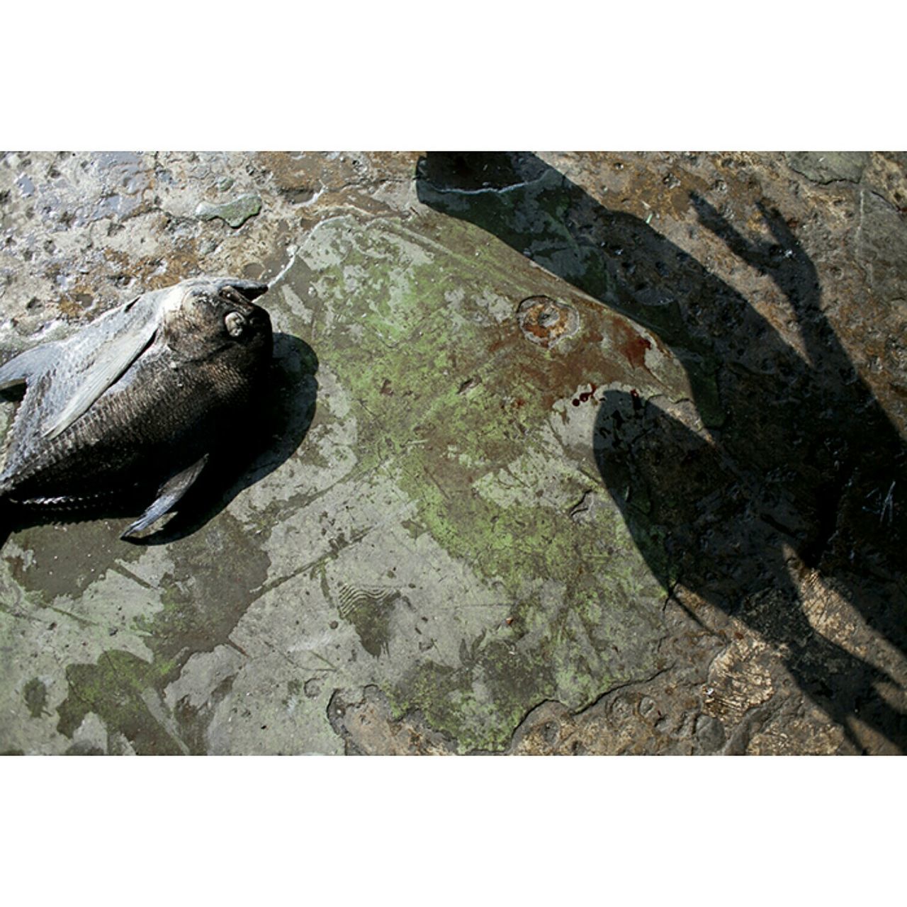 CLOSE-UP OF BIRDS