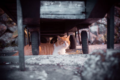 Portrait of cat sitting outdoors