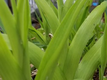 Full frame shot of fresh green plant