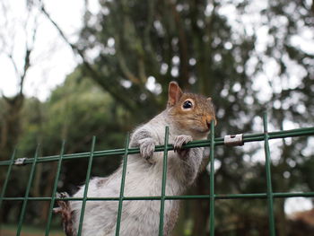 Squirrel on the hunt for nuts