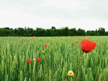 Red poppy flowers in field