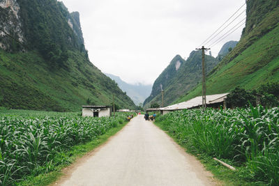 Road amidst green landscape against sky