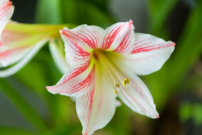 Close-up of pink lily