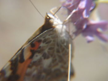 Close-up of plant against blurred background