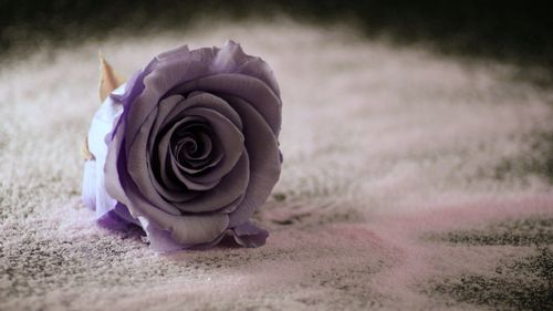 Close-up of rose