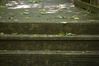 Three wooden steps leading to a wooden walkway