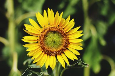 Close-up of sunflower