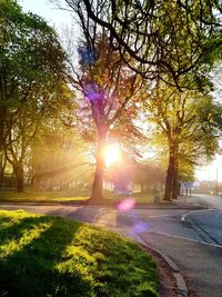 Sunlight streaming through trees in park