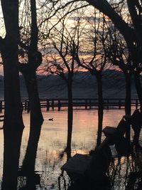 Bare trees at sunset
