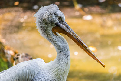 Close-up of pelican