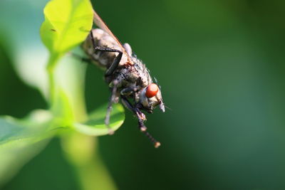 Close-up of fly on leaf