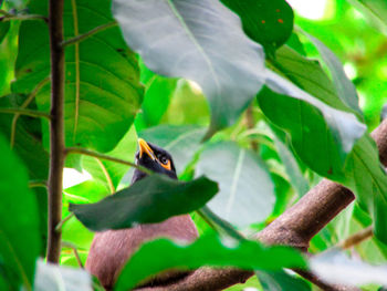 Close-up of insect on leaf