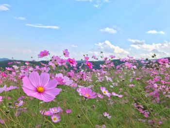 Close-up of pink cosmos flowers on field