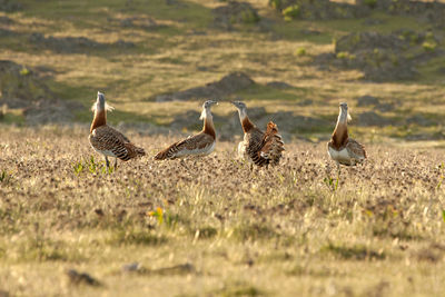 Flock of birds on field