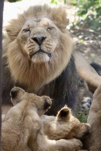 animal themes