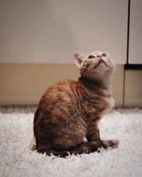 Cat looking away while sitting on floor at home