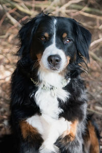 Close-up portrait of black dog on field