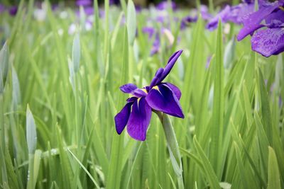 Close-up of purple iris flower on field