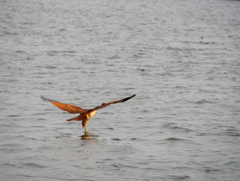 Bird flying over sea