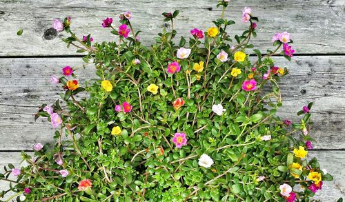 Close-up of pink flowers