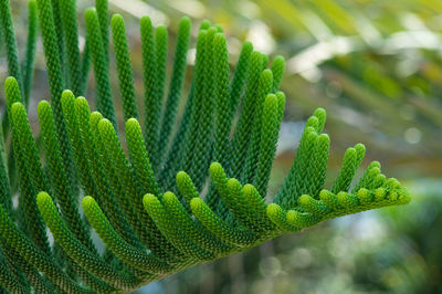 Close-up of green leaves