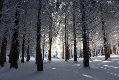 Trees in forest during winter