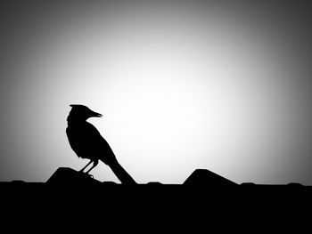 Low angle view of birds perched against clear sky