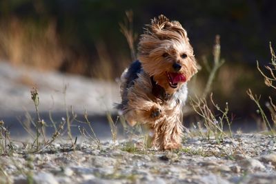 Dog running on field