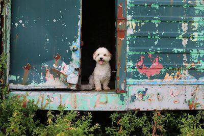 Portrait of dog sitting on abandoned door