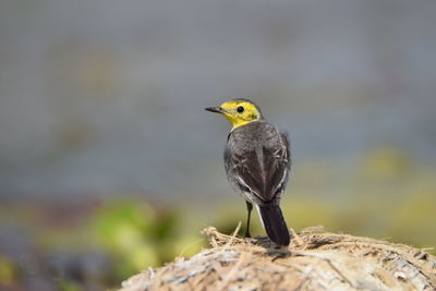 Close-up of bird perching