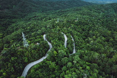 High angle view of trees in forest