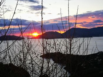 Silhouette plants by lake against sky during sunset