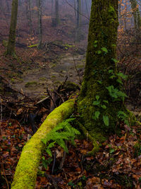 Moss growing on tree trunk in forest
