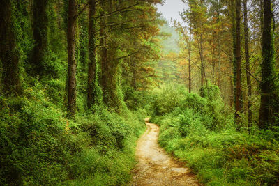 Dirt road amidst pine trees in forest