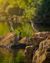 Bird perching on rock by lake