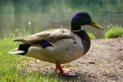 Duck on lake