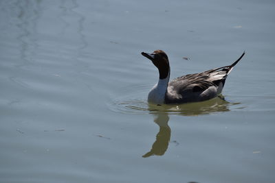 High angle view of duck swimming in lake