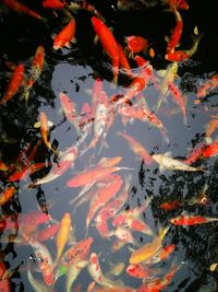 High angle view of koi carps swimming in pond