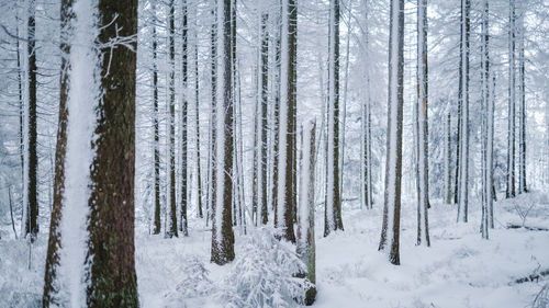 Snow covered trees