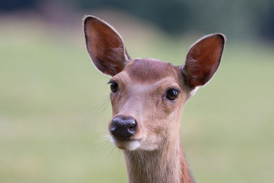 Close-up portrait of deer