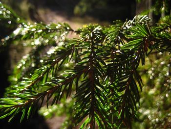 Close-up of pine tree