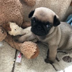 High angle view of dog in toy