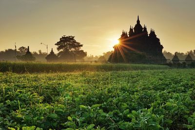 Scenic view of agricultural field against sky at sunset