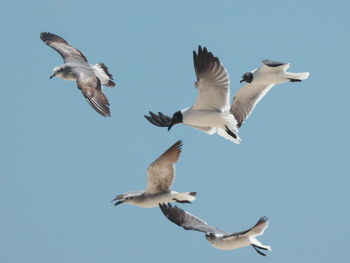 Low angle view of bird flying against clear sky