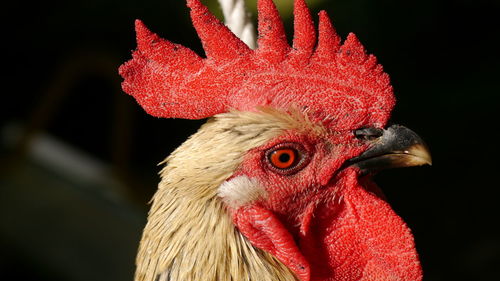 Close-up side view of a rooster