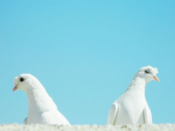 Low angle view of pigeons against clear blue sky