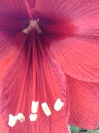 Close-up of red flower