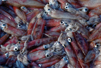 Full frame shot of fresh squids at fish market stall